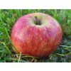Jabloň 'Merkur'  Malus domestica 'Merkur'