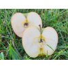 Jabloň 'Merkur'  Malus domestica 'Merkur'