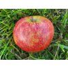 Jabloň 'Merkur'  Malus domestica 'Merkur'