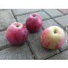 Jabloň 'Mivibe'  Malus domestica 'Mivibe'