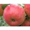Jabloň 'Mivibe'  Malus domestica 'Mivibe'