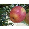 Jabloň 'Nabella'  Malus domestica 'Nabella'