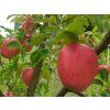 Jabloň 'Pinova'  Malus domestica 'Pinova'