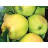 Jabloň 'Produkta'  Malus domestica 'Produkta'