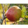 Jabloň 'Red Boskoop'  Malus domestica 'Red Boskoop'