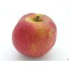 Jabloň 'Red Boskoop'  Malus domestica 'Red Boskoop'