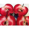 Jabloň 'Red Love'  Malus domestica 'Red Love'