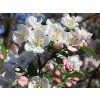 Jabloň okrasná 'Red Sentinel'  Malus 'Red Sentinel'