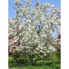 Jabloň okrasná 'Red Sentinel'  Malus 'Red Sentinel'