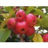 Jabloň okrasná 'Red Sentinel'  Malus 'Red Sentinel'