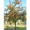 Jabloň okrasná 'Red Sentinel'  Malus 'Red Sentinel'