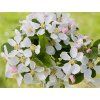Jabloň okrasná 'Red Sentinel'  Malus 'Red Sentinel'