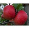 Jabloň 'Red Topaz'  Malus domestica 'Red Topaz'