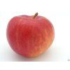 Jabloň 'Red Topaz'  Malus domestica 'Red Topaz'