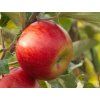 Jabloň 'Rubín'  Malus domestica 'Rubín'