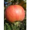 Jabloň 'Rubinstep'  Malus domestica 'Rubinstep'