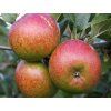 Jabloň 'Rubinstep'  Malus domestica 'Rubinstep'