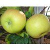 Jabloň 'Sirius'  Malus domestica 'Sirius'