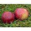 Jabloň 'Spartan'  Malus domestica 'Spartan'