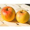 Jabloň 'Švýcarské oranžové'  Malus domestica 'Švýcarské oranžové'