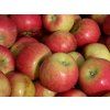 Jabloň 'Topaz'  Malus domestica 'Topaz'