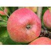 Jabloň 'Zuzana'  Malus domestica 'Zuzana'