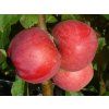 Jabloň sloupovitá 'Baiba'  Malus domestica 'Baiba'