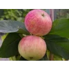 Jabloň sloupovitá 'Ciepa'  Malus domestica 'Ciepa'