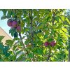Jabloň sloupovitá 'Gatis'  Malus domestica 'Gatis'