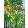 Jabloň sloupovitá 'Gatis'  Malus domestica 'Gatis'