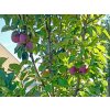 Jabloň sloupovitá 'Gatis'  Malus domestica 'Gatis'