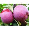 Jabloň sloupovitá 'Gatis'  Malus domestica 'Gatis'