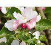 Jabloň sloupovitá 'Malücha'  Malus domestica 'Malücha'