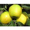 Jabloň sloupovitá 'Malücha'  Malus domestica 'Malücha'