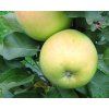 Jabloň sloupovitá 'Nataliuška'  Malus domestica 'Nataliuška'