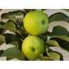 Jabloň sloupovitá 'Nataliuška'  Malus domestica 'Nataliuška'