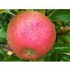Jabloň sloupovitá 'Red Spring'  Malus domestica 'Red Spring'