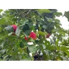Jabloň sloupovitá 'Uldis'  Malus domestica 'Uldis'