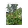Jabloň sloupovitá 'Uldis'  Malus domestica 'Uldis'