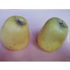 Jabloň 'Zvonkové'  Malus domestica 'Zvonkové'