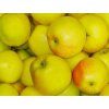 Jabloň 'Zvonkové'  Malus domestica 'Zvonkové'