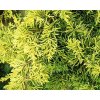 43881 1 jalovec prostredni king of spring