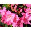 Japonská azalka 'Katja'  Azalea japonica 'Katja'
