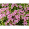 44079 3 44079 3 44079 3 azarela rosa
