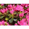 Japonská azalka 'Kermesina'  Rhododendron obtusum'Kermesina'