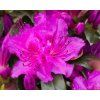 Azalea japonica Otava 2