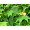 rubrum 2