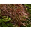 Acer Ornatum (2)