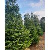 Abies nordmandianna 15