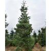 Jedle kavkazská 'Robusta'  Abies nordmanniana 'Robusta'